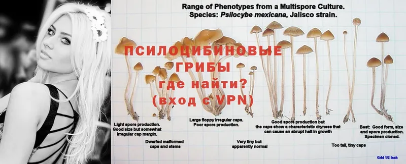 mega зеркало  Медынь  Псилоцибиновые грибы GOLDEN TEACHER 